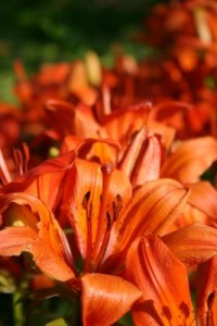 lillies lillies